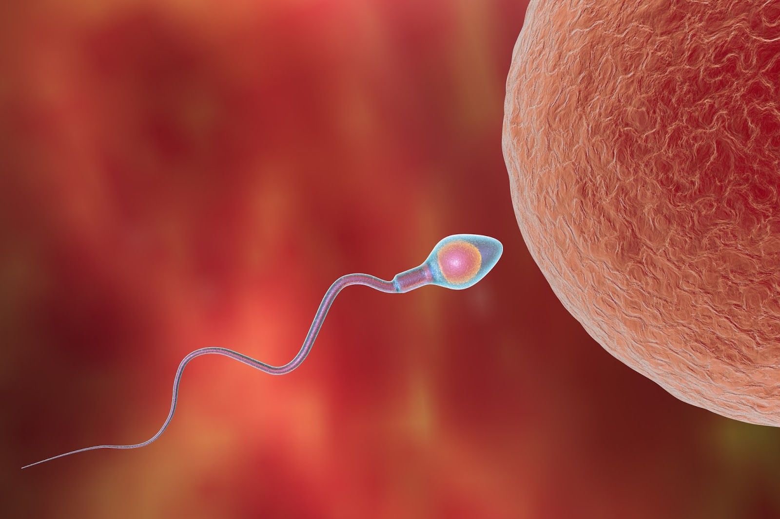 Dispelling The Myths Of Male Fertility Testing